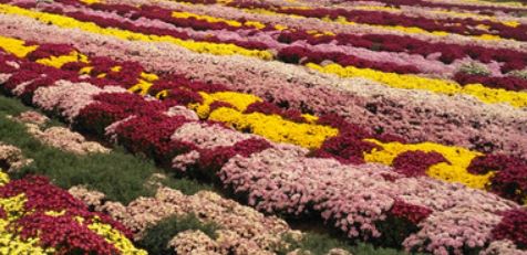 ��P���y�Ļ���̽��ͤ���L��