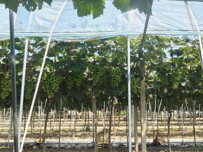 ���L�����L�ȣ�̽���l(f��)չ��;