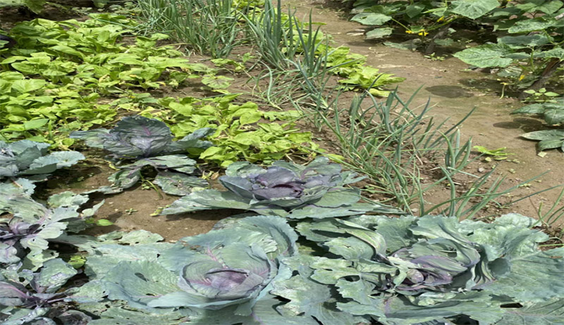 �Z�����h�`���� �ڄ��x�������d ��������W��Ͷ���l��a�I�ڄӌ��`